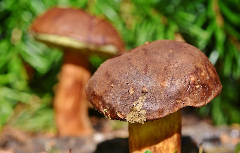 Magic-infused Edibles