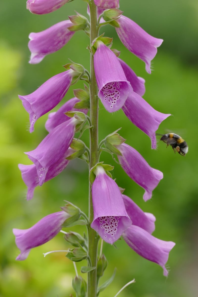 Foxgloves