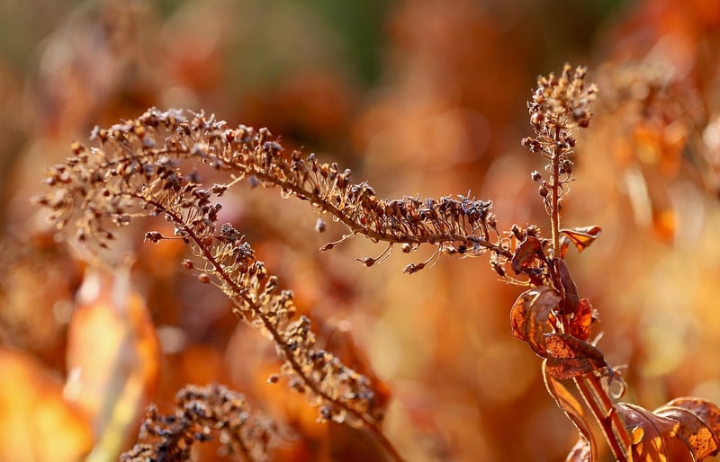 Mystical herbs